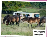  ?? ?? Spot pony herds roaming free