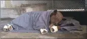  ?? PHOTOS: CALIFORNIA DEPARTMENT OF FISH AND WILDLIFE ?? One of the rescued bears rests in an enclosure after getting its tilapia skin treatment. The bear’s paws were also wrapped in rice paper and corn husks.