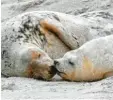  ?? Foto: Bodo Marks, dpa ?? Hübscher Anblick: Mama und Baby Rob‰ be vor Helgoland.