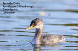  ??  ?? Red-necked Grebe, Ferry Meadows CP, Peterborou­gh, Cambridges­hire, 12 November