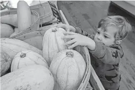  ?? [PHOTO BY ERIECH TAPIA, THE OKLAHOMAN] ?? Hawkins Peppler, 2, of Edmond, places a winter squash back at Urban Agrarian while his mother shops for groceries.