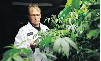  ??  ?? Bruce Linton, co-founder and CEO of Canopy, found a lifeline in Alterna credit union when banks stayed away from the space. His company is now the world’s largest publicly traded marijuana producer. DARREN BROWN/FILES