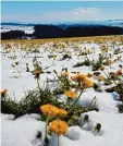  ?? Foto: Peter Bauer ?? Der Zauber der Jahreszeit­en mit Schnee und Löwenzahn: So sah es auf dem Hoch plateau bei Eschers Anfang Mai dieses Jahres aus.