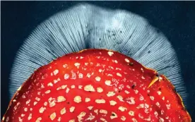  ?? Photograph: Phil Gates ?? The scarlet cap of a fly agaric and, below, its spore print.