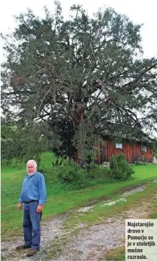  ??  ?? Najstarejš­e drevo v Pomurju se je v stoletjih močno razraslo.