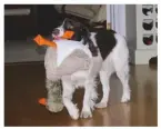  ??  ?? Emma the sprocker with her Christmas goose