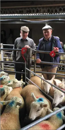  ??  ?? Tommy Coggins Sligo with his 1st Prize winning Cheviot Ewe Lambs and 1st Prize Winning Cheviot Ram Lambs.