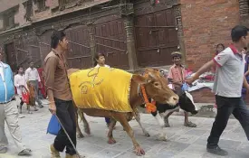  ??  ?? A cow is paraded around town during the Gaijatra Festival. If a cow is unavailabl­e, a young boy dressed as a cow is considered a fair substitute.