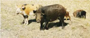  ??  ?? A FAMILY of wild pigs.