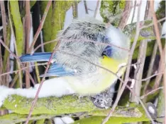  ??  ?? Eine Meise ohne Kopf? Lothar Abenstein schickte uns das niedliche Winterbild aus seinem Garten.