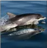  ??  ?? Bottlenose dolphins are often spotted in the Moray Firth, where they are resident