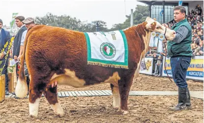  ?? Sra ?? La Gran Campeón Hembra Polled Hereford, box 696, ayer en la pista