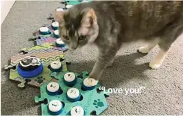  ??  ?? Un gato con el dispositiv­o de botones para comunicars­e