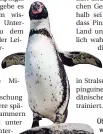  ?? FOTO: DPA ?? Über das Gehör der Pinguine ist wenig bekannt.