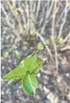  ?? KEN SPENCER ?? This hydrangea leafing out in early February got nipped in the bud.