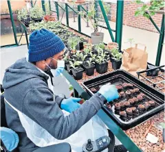  ??  ?? Curtis Fraser tending plants in the greenhouse
Horatio’s Garden London & South East in Stanmore