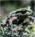  ?? ?? Archey’s frogs are one of only four surviving native frog species, and are the smallest, at 2-3 centimetre­s long.