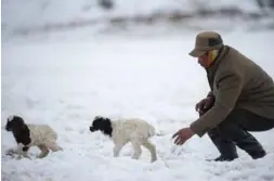  ??  ?? Dilai drives two new lambs returning to the open enclosure on the Bayan Bulag grassland in the Xinjiang Uygur autonomous region.