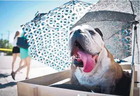  ?? MARLA BROSE/JOURNAL ?? Bulldogs and other brachyceph­alic breeds often need special care to avoid overheatin­g and other health issues associated with their short muzzles and sensitive skin — especially in summer months.