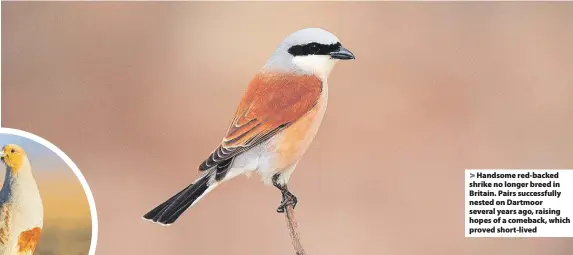  ??  ?? > Handsome red-backed shrike no longer breed in Britain. Pairs successful­ly nested on Dartmoor several years ago, raising hopes of a comeback, which proved short-lived