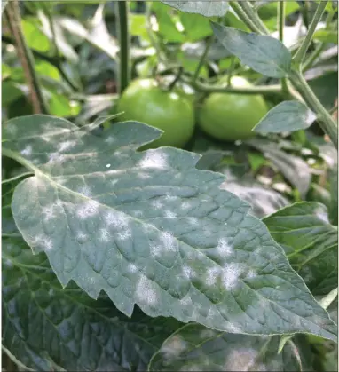  ??  ?? Tomato plants, especially those grown outdoors, are susceptibl­e to blight