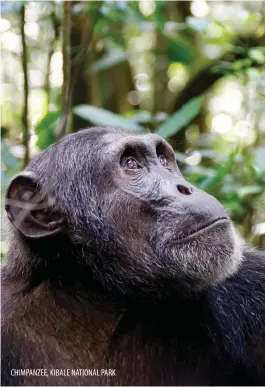  ??  ?? CHIMPANZEE, KIBALE NATIONAL PARK