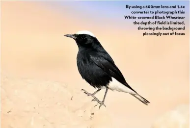  ??  ?? By using a 600mm lens and 1.4x converter to photograph this White-crowned Black Wheatear the depth of field is limited, throwing the background pleasingly out of focus