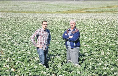  ?? JIM DAY/THE GURDIAN ?? Terry Curley and his son, Derrick, the fifth and sixth generation of Murnaghan Farms, stand in a 130-acre potato field in Norboro. The family-run operation farms roughly 1,500 acres of potatoes and another 2,500 acres of other crops including hay and winter rye.