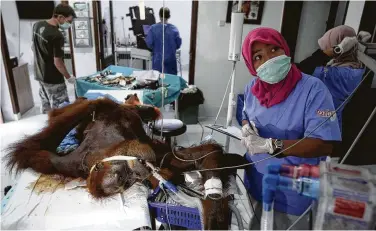  ?? Photos by Binsar Bakkara / Associated Press ?? A veterinari­an says the endangered orangutan that had a young baby has gone blind after being shot at least 74 times, including six in the eyes, with an air gun. The baby orangutan died from malnutriti­on last Friday.