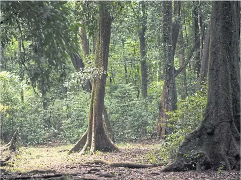  ?? NYT ?? A view of a forest in Karnataka, in southern India, on May 22, 2022. Last year, the government recognised Tulsi Gowind Gowda for her forest conservati­on efforts and her vast knowledge of ecosystems, with the Padma Shri award, one of India’s highest civilian honours.