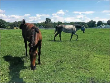  ?? PHOTO PROVIDED BY CARTER OLDER ?? Horses at Avanti Stables.