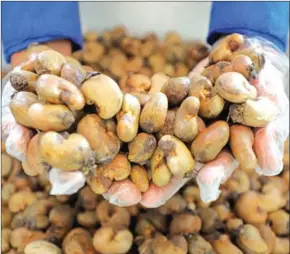  ?? HONG MENEA ?? Cashew nuts are displayed by a worker at a nut processing enterprise in Kampong Thom province on November 29.