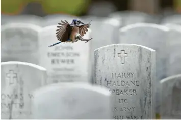  ?? Foto: Carolyn Kaster, dpa ?? Ein Blauhäher landet auf einem Grabstein auf dem Arlington National Cemetery. Wenig später schmücken die Mitglieder des 3. US-Infanterie­regiments die Gräber zum Memorial Day mit US-Fahnen.