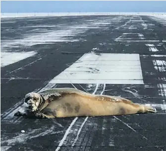  ?? SCOTT BABCOCK VIA THE ASSOCIATED PRESS ?? Staff at the airport in Utqiagvik, Alaska, found this seal while clearing the runway. The 200-kilogram critter was removed on a sled by animal control officers.