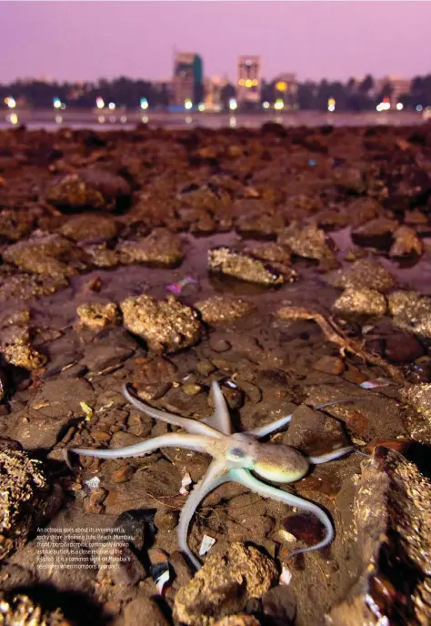  ??  ?? An octopus goes about its evening on a rocky shore adjoining Juhu Beach, Mumbai; (right) porpita porpita, commonly known as blue button, is a close relative of the jellyfish. It is a common sight on Mumbai’s seashores when monsoons approach.