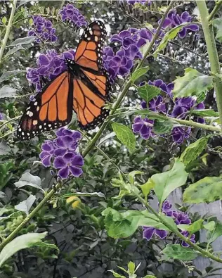  ?? Harris County Master Gardeners ?? Duranta is popular with butterflie­s. The drought-tolerant plant often freezes back in the winter. Duranta plants with white flowers also are available.