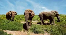  ?? Rich Pedroncell­i/Associated Press 2019 ?? From left, African elephants Maggie, Lulu and Toka roam through the PAWS Wildlife Sanctuary in San Andreas (Calaveras County).