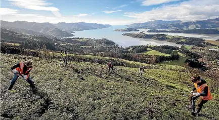  ?? PHOTO: ALDEN WILLIAMS/STUFF ?? Students joined members of the Summit Road Society and biology lecturers to plant trees on the scorched Port Hills, Christchur­ch.