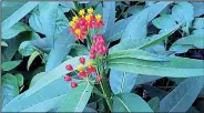 ?? The Washington Post/ADRIAN HIGGINS ?? Gardeners love tropical milkweed for its beauty, but some observers fear it could be harming rather than helping the monarch.
