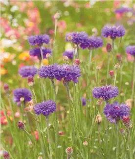  ?? ?? Now’s the time to plant winter flowering annuals like cornflower­s.