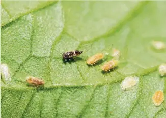  ?? PHOTO: CONTRIBUTE­D ?? RESEARCH: The tomato potato psyllid (TPP), a tiny sap-sucking insect, is a serious concern for Australian horticultu­re.