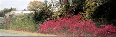  ??  ?? Arkansas roadsides blaze in the fall thanks to native sumac shrubs — which would take over the home garden. Fortunatel­y, cultivated sumacs are equally colorful and better behaved.