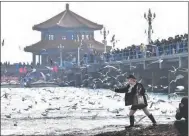  ?? PROVIDED TO CHINA DAILY ?? A tourist poses for photos with red-billed gulls at Zhanqiao scenic area in Qingdao, Shandong province, on Dec 4. Seagull watching season is underway after thousands of red-billed gulls returned south for winter.