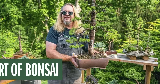  ?? Andrew Rush/Post-Gazette ?? Ian Evans, a former jazz drummer turned bonsai tree grower, stands in his Peters Township backyard garden with a dwarf Alberta spruce he has nicknamed “Big Suze.”