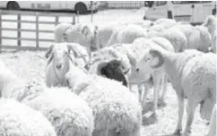  ??  ?? Les espaces dédiés à la vente de moutons ont été soigneusem­ent sélectionn­és
