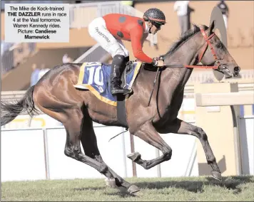  ?? Picture: Candiese Marnewick ?? The Mike de Kock-trained THE DAZZLER runs in race 4 at the Vaal tomorrow. Warren Kennedy rides.