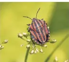  ?? FOTO: DPA ?? Die Streifenwa­nze ist gut an ihrem rot-schwarzen Muster zu erkennen.