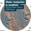  ?? ?? Wader footprints in mudflats Picture: Peter Cairns/ 2020Vision