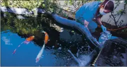  ?? ANDA CHU — STAFF PHOTOGRAPH­ER ?? Dr. Jessie Sanders tests the water in a Japanese koi fish pond at a home in Los Gatos on March 7. Sanders, the owner and chief veterinari­an of Aquatic Veterinary Services, is treating three koi with bacterial infections.