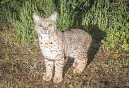  ?? ERNIE COWAN ?? A bobcat kitten. Bobcats are native to North American and are generally solitary and territoria­l.